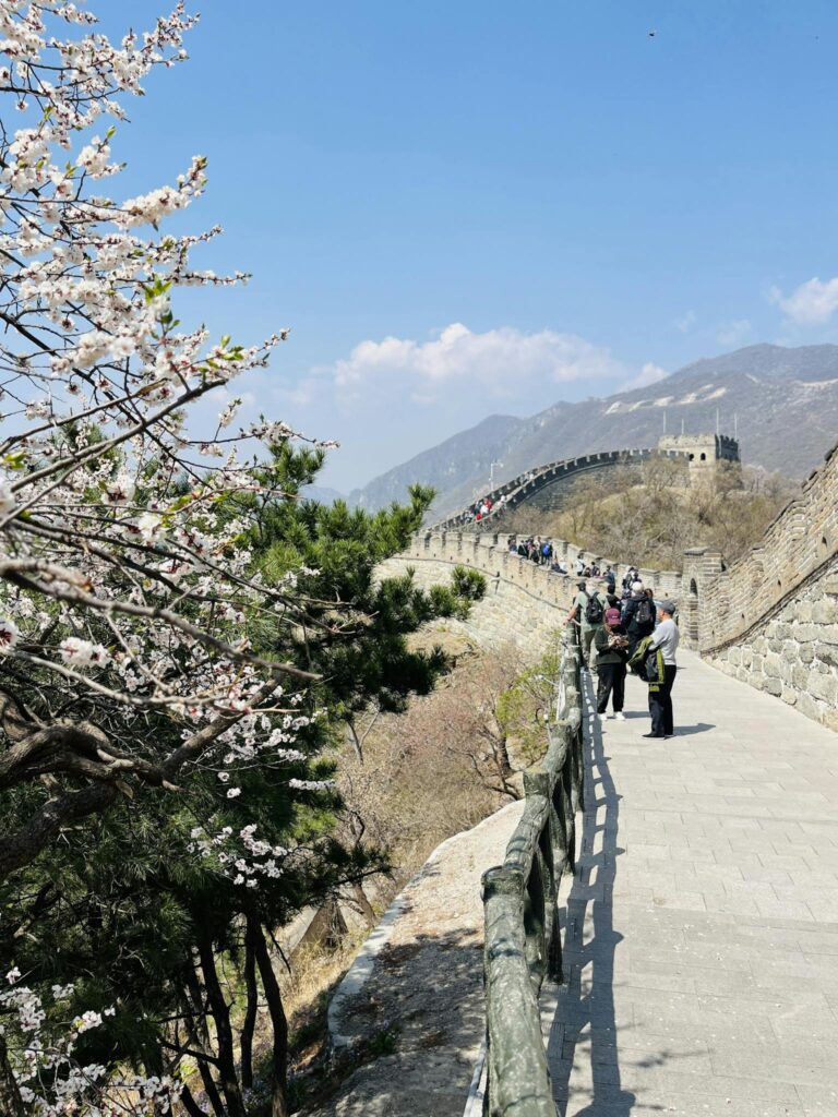 Cherry blossoms along the Great Wall of China under a clear blue sky with tourists strolling.